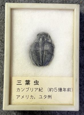 美国犹他州寒武纪爱尔纳虫三叶虫化石