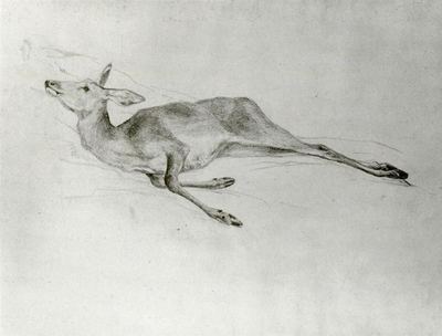Deer (1872)